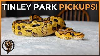 These are our Pickups from Tinley! (October 2022 Reptile Expo)