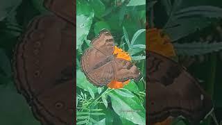 Chocolate pancy butterfly close look | butterfly garden.