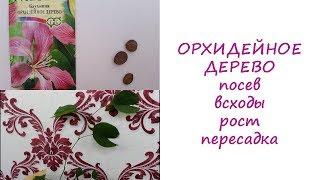 Баухиния (Орхидейное дерево). Посев. Всходы. Рост. Пересадка. Уход за баухинией.//Валентина Земскова