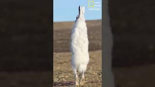 عجائب الحياة البرية #شورتس #اكسبلور #shortsvideo