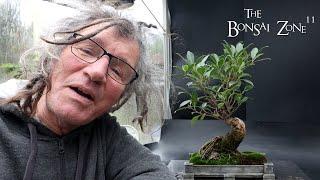 Pruning and Repotting My Tiger Bark Ficus, The Bonsai Zone, Nov 2024