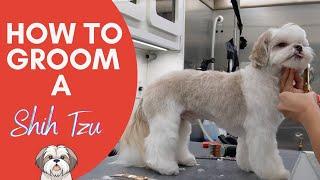 HOW TO GROOM A SHIH TZU FROM START TO FINISH 