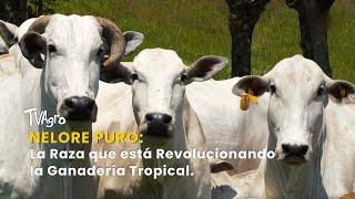 Nelore Puro: La Raza que está Revolucionando la Ganadería Tropical - TvAgro por Juan Gonzalo Angel