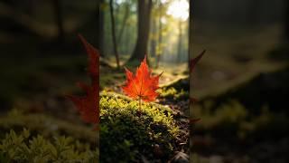 The TransCanada Trail