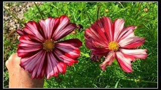 Sensational Blooms & Seeds~Baker Creek Heirloom Seed Company!