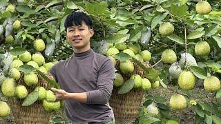 2 Years Alone in the Forest. Harvesting Big Guava fruit to market sell. Raise chickens ducklings