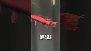 鉴定网络热门怪鱼事件1 #鲁伟学长