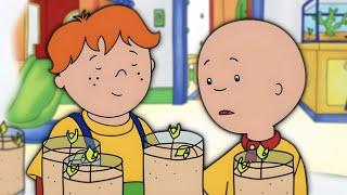 Growing Raspberries | Caillou Classics