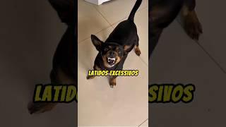 Como fazer para o cachorro parar de LATIR tanto?