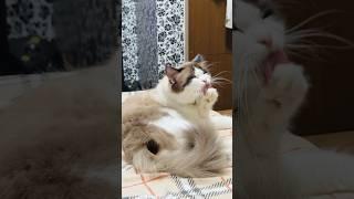 Cat V cleaning himself
