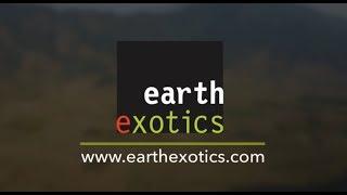 Earth Exotics Baby Carrots