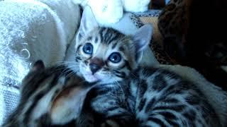 Good morning! Bengal kittens wake up. Bengal breed kittens F9 available. Sunspotcharm cattery.