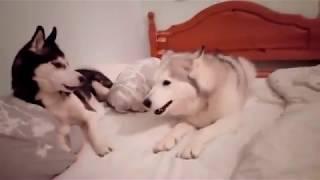 Husky Argument