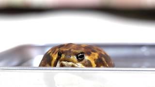 Rain frog relaxing in the bath