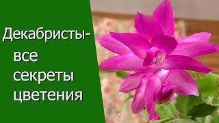 Декабристы - все секреты цветения