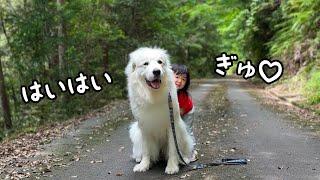 【神対応】大好きな２歳児から散歩中にハグをされても全力で受け止めてあげる超大型犬が優しい｜グレートピレニーズ&オールドイングリッシュシープドッグ&トイプードル