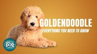 Goldendoodle Dog Breed Guide | Dogs 101 - Goldendoodle Puppies to Adults