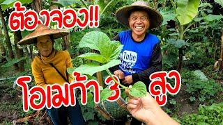 มีใครสนใจ !! ปีนี้ครอบครัวผม ปลูกงาขี้ม่อนครับ มีโอเมก้า3 l SAN CE