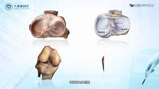 2.5 下肢骨连接 | 人体解剖学 中国大学 MOOC （慕课）