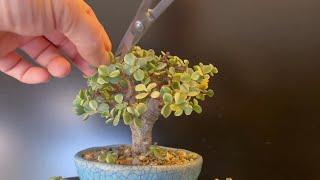 "Island In The Sun" Bonsai Tree Detail Work (Variegated Portualcaria Afra)