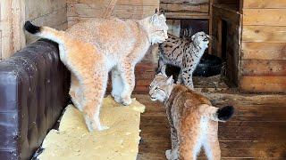 UNION OF THREE LYNXES / Bathing the cat Behemoth