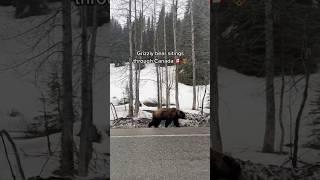 Was so cool to see them up close #bear #canada #grizzlies #alaska