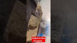 Haylage making. #youtubeshorts #agriculture #machine #diy #farming #automation #shorts