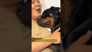 这狗是真坏啊 #拉登与阿亮的日常生活