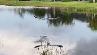 Philippe Aguirre - Estero - Enjoy Florida Nature