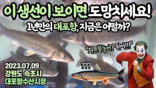 “얼마요???“귀를 의심할만큼 높은 시세로 악명높던 그곳…휴가지 수산시장 탐방,속초 편대포항수산시장 최신시세 속초 여행 전 필독