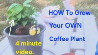 How to grow your own coffee plant (grow a coffee plant)