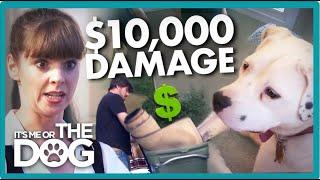 Owner Hides $10K in Dog Damage with a Secret Second Set of Furniture! | It's Me or The Dog