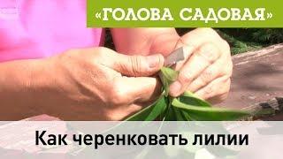 Голова садовая - Как черенковать лилии