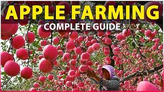 Apple Farming (Complete Guide) | Planting, Growing, Care, Harvesting | Apple Cultivation