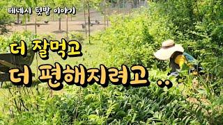 [미국 테네시]  잘 번지고 해마다 먹을수 있는 꽃도 나물도 채소와 함께  #테네시 #텃밭정원 #시골풍경 #평생나물