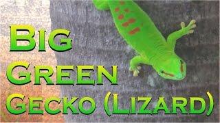 BIG Green Gecko  - Lezard Vert ( Mauritius / Ile Maurice)