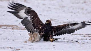 Eagle Attacks Cute Bunnies! 