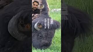 https://youtube.com/shorts/E35w_BNWHKo?si=Ni4Wk_ZevbmVgcBh