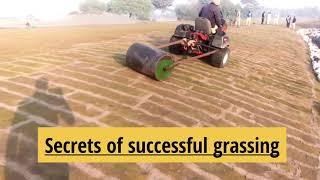 successful grassing technique, why grass rolling require after newly grassing. Landscape maintenance