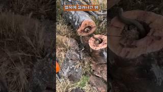 [산림동물] 벌목에 잘려나간 뱀 
