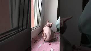 Котёнок с разным цветом глаз #shorts #kitten #sphynxcats #sphynx #котики #сфинксы