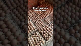 Why battery cage system is better than deep litter in chicken farming.always go for cages.