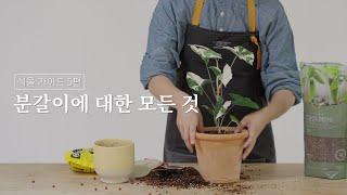 식물 가이드 05. 분갈이에 대한 모든 것 (시리즈그린 with 그루우) #시그식물가이드