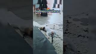 Снова на #Работу Пора или Я и #Утро. Веселые #Приколы с Котами Fun Cats Shorts Videos 2023