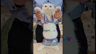뱃살이 있어도 사랑스러운 고양이 .비키니 입고 당당! #언니뽕 #funnycats #웃긴영상 #cutecat #비키니  #고양이일상 #유머