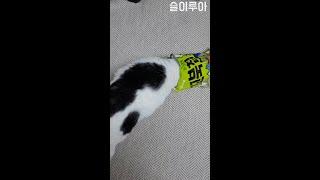 꼬북칩을 탐내는 고양이