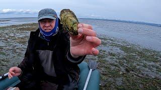 Collection of oysters. How to open and eat an oyster