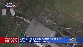 Large tree falls onto house in Westfield, New Jersey