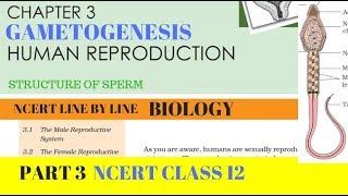 Part-3 HUMAN REPRODUCTION (Gametogenesis) chapter-3 NCERT class 12th biology
