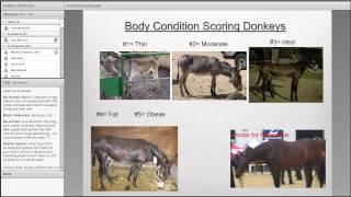 Feeding and Care of Mules and Donkeys